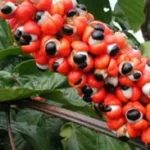Guarana  Stimulates Your Metabolism
