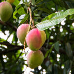 African Mango  Fat Burning Agent