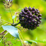 Eleuthero  Increases Energy & Reduces Fatigue